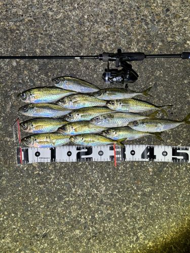アジの釣果
