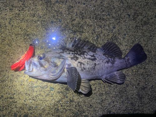 クロソイの釣果