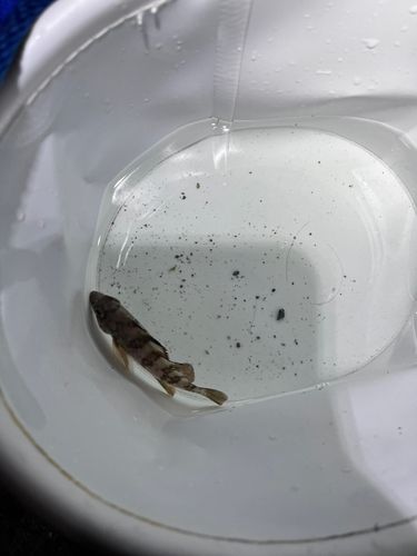 シロメバルの釣果