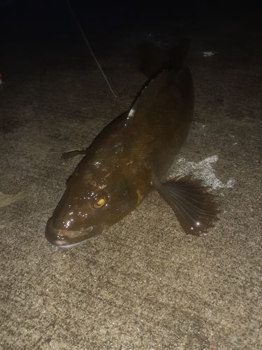 アイナメの釣果