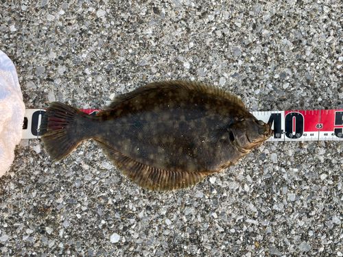 マコガレイの釣果