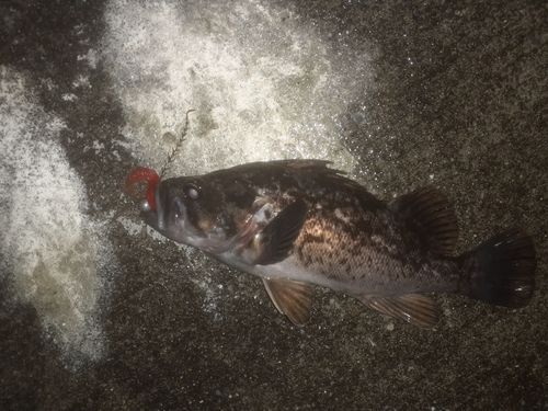 クロソイの釣果