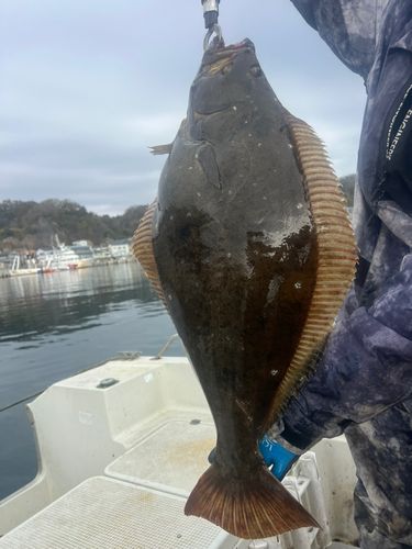ヒラメの釣果