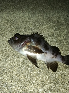 アカメバルの釣果