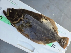 ヒラメの釣果
