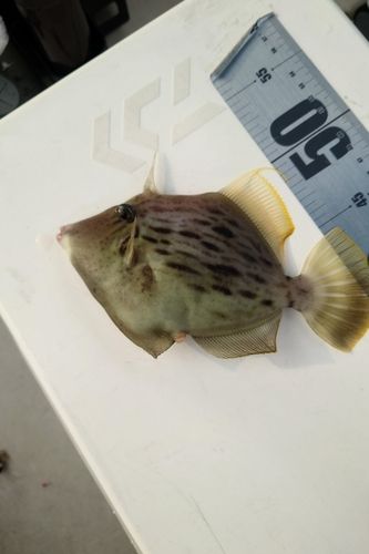 フクラギの釣果