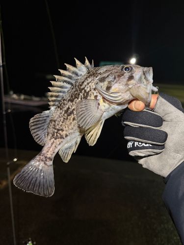 クロソイの釣果