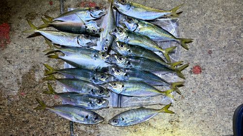 アジの釣果