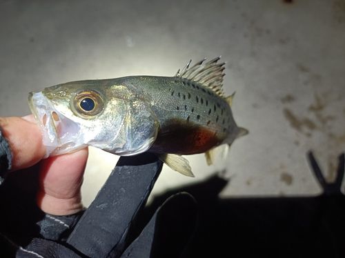 セイゴ（タイリクスズキ）の釣果