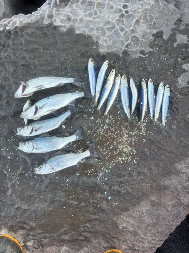 ウルメイワシの釣果