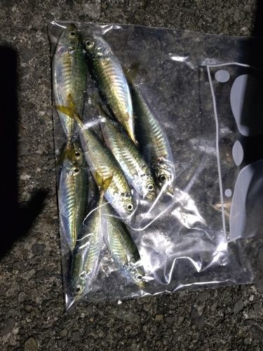 内浦湾（沼津）