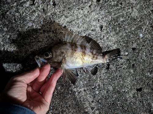 シロメバルの釣果