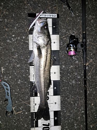 シーバスの釣果