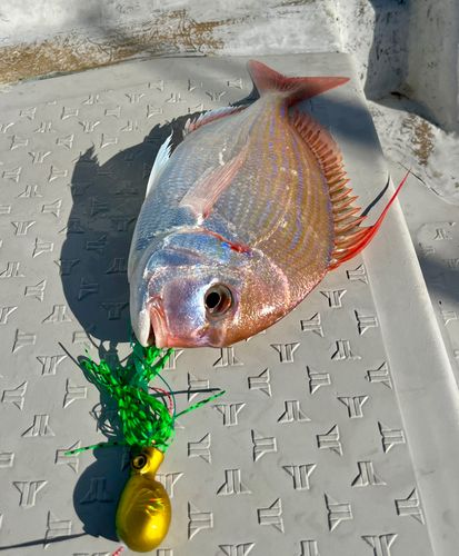 ヒレコダイの釣果