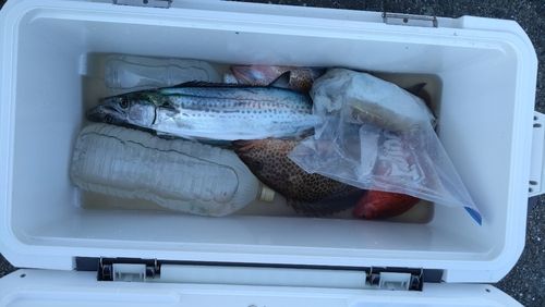 オオモンハタの釣果