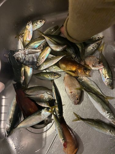 マアジの釣果