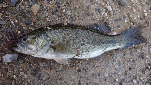ブラックバスの釣果