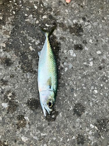 サバの釣果