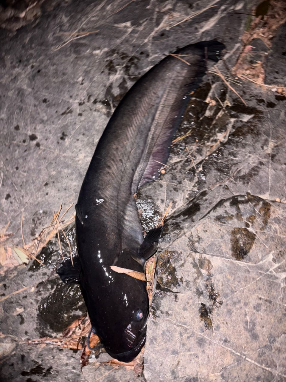 ビワコオオナマズ