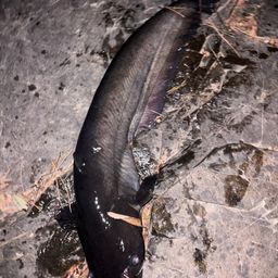 ビワコオオナマズ