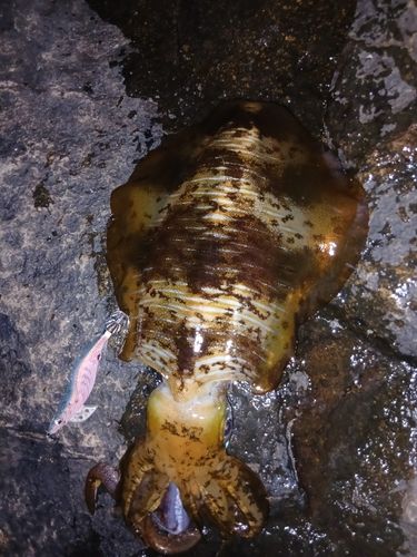 アオリイカの釣果