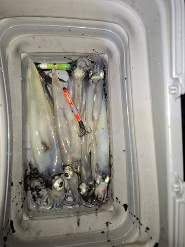 イカの釣果