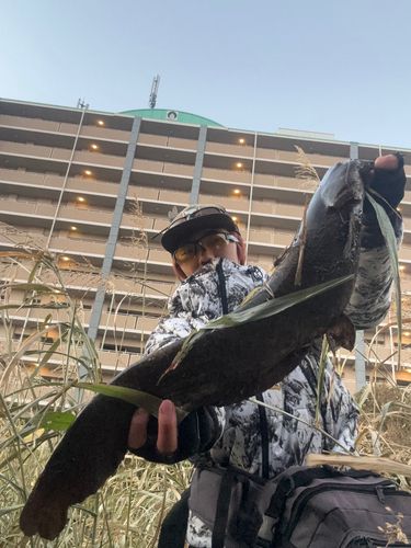 マナマズの釣果