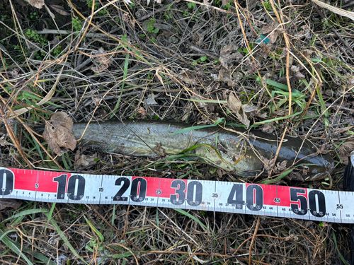 マナマズの釣果