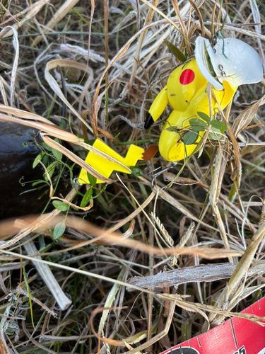 マナマズの釣果