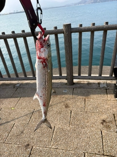サゴシの釣果