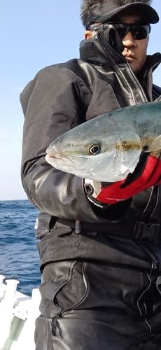 ヒラマサの釣果