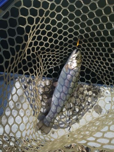 ニジマスの釣果