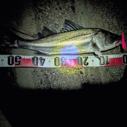 シーバスの釣果