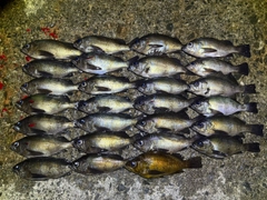 メバルの釣果