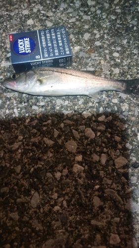 若洲海浜公園海釣り施設