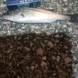 セイゴ（ヒラスズキ）