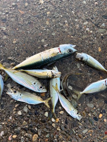 サバの釣果