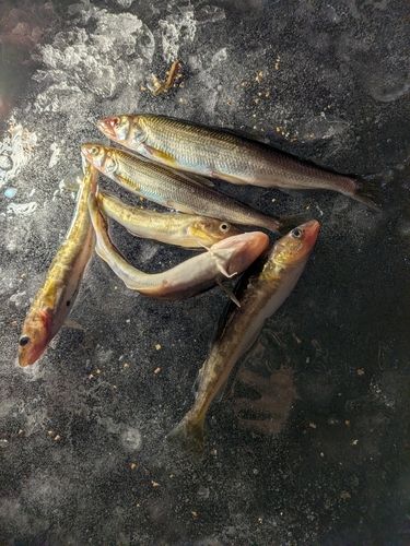 キュウリウオの釣果