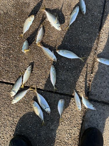 アジの釣果