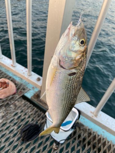 コノシロの釣果