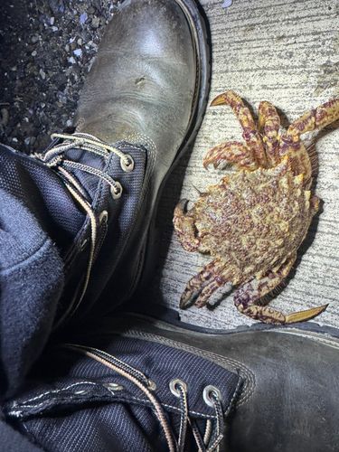 クリガニの釣果