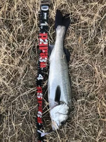 セイゴ（タイリクスズキ）の釣果