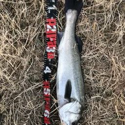 セイゴ（タイリクスズキ）