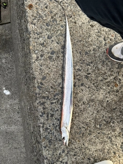 タチウオの釣果