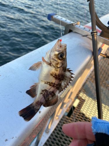 メバルの釣果