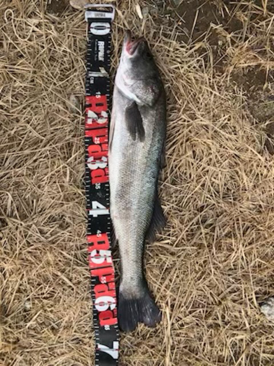 セイゴ（タイリクスズキ）