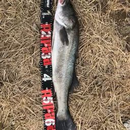 セイゴ（タイリクスズキ）