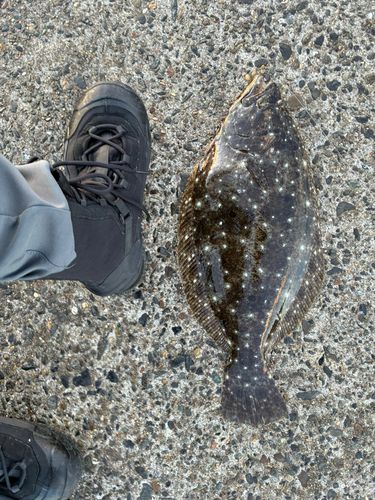 ヒラメの釣果
