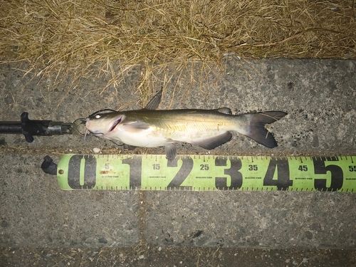 桜川河口（茨城）