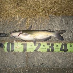 アメリカナマズ